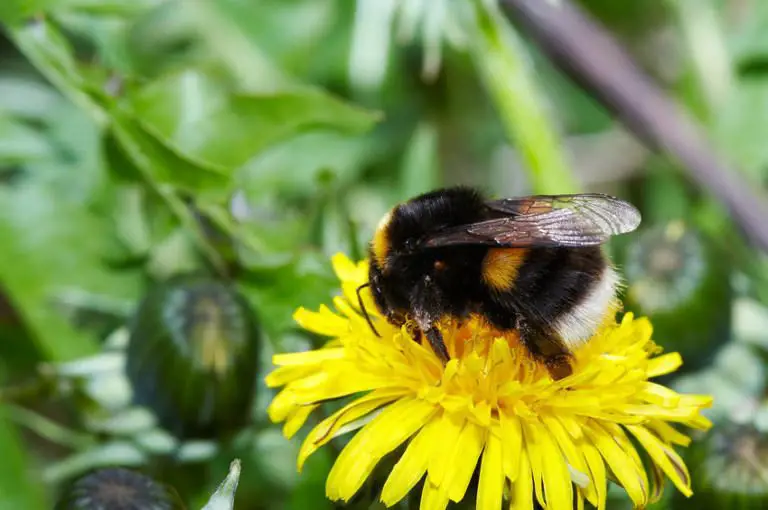 Popular Insecticide Doubles as Contraceptive in Bees