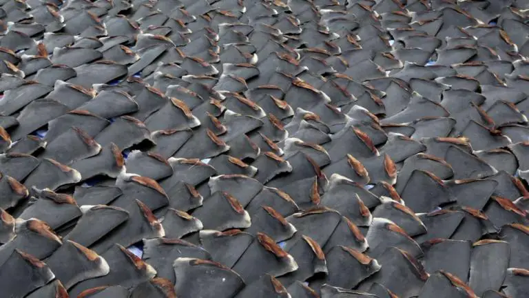 Chinese Shark Finning Industry Takes A Blow