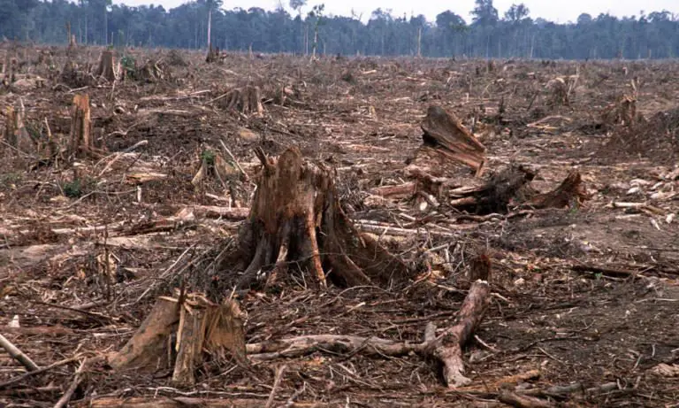 Deforestation, a Key Element of the Landslides in Venezuela