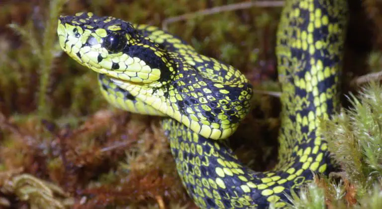New Species of Snake Discovered in Costa Rica