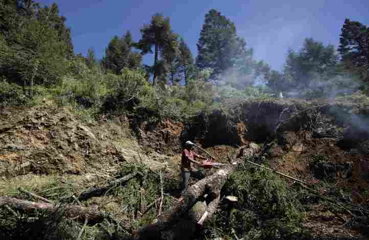 In this photo taken Oct. 16, 2009, a man cuts down a tree in the Monarch butterfly reserve near Ocampo, Mexico. After decades of trying to stop logging in Mexico's Monarch butterfly reserve, biologists and park workers are having to cut down thousands of fir trees themselves, to combat an unprecedented infestation of bark beetles they say may have been unleashed by climate change. (AP Photo/Gregory Bull)