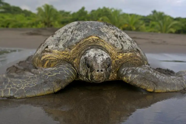 Save the Turtles: Sea Turtle Conservancy in Tortuguero