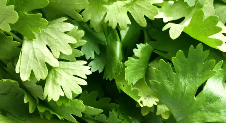 Removing Heavy Metals From Your Body Using Cilantro