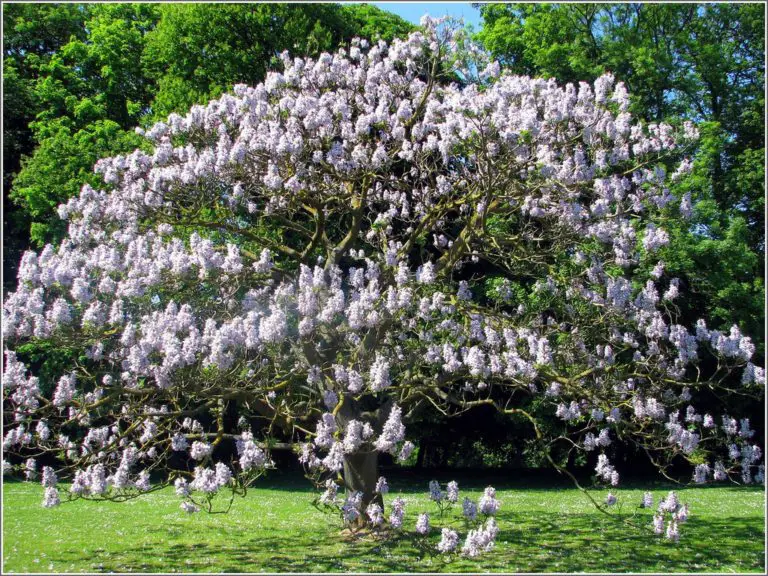 Paulownia Trees Could Support Reforestation Efforts