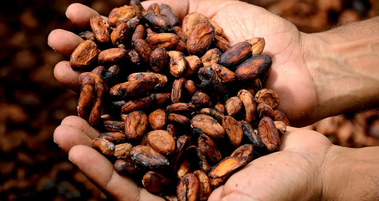 cacao costa rica ceremony