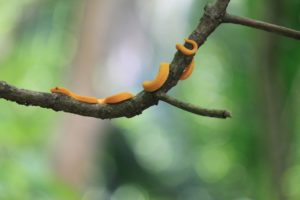 Cahuita, Costa Rica