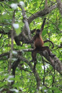 Cahuita, Costa Rica