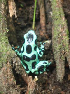 Cahuita, Costa Rica