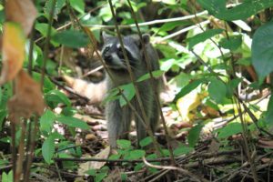 Cahuita, Costa Rica