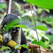 Corcovado National Park, Costa Rica