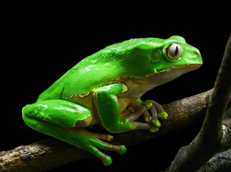 Kambo Frog Poison – an Amazing Healing Treasure from the Rainforest