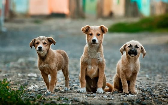 MEET THE HEROES RESCUING DOMESTIC ANIMALS IN COSTA RICA