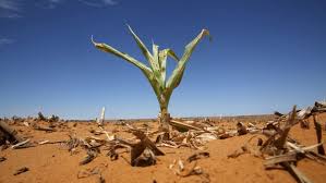 drought plant climate change