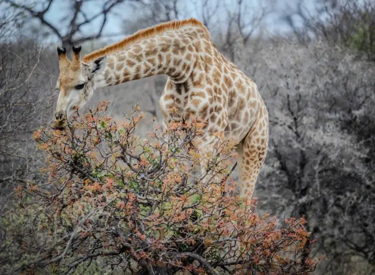 Survival: A tall order for endangered giraffe