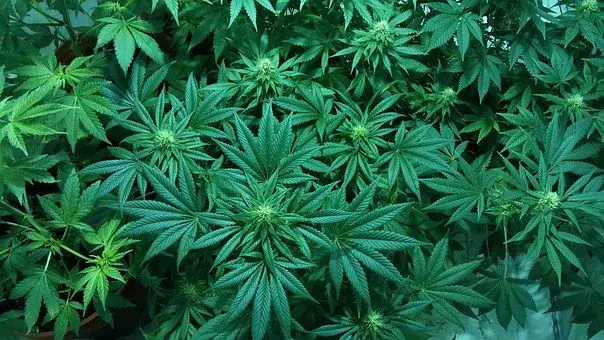 Eight Years in Prison receives Lawyer for Cultivation and Supply of Marijuana in Alajuela