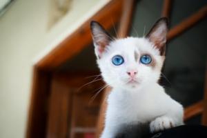 Move your pets to Costa Rica cat
