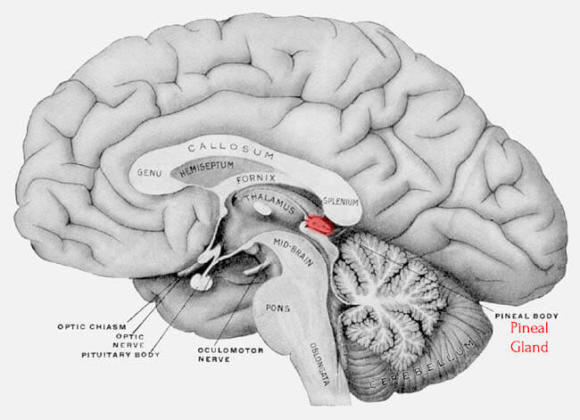 The Importance of Your Pineal Gland For Over-All Health and Well-Being ...