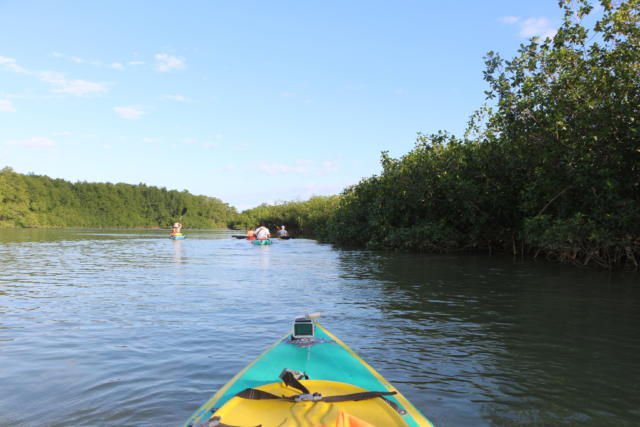 Kayak Tour Golfo Dulce Mangroves