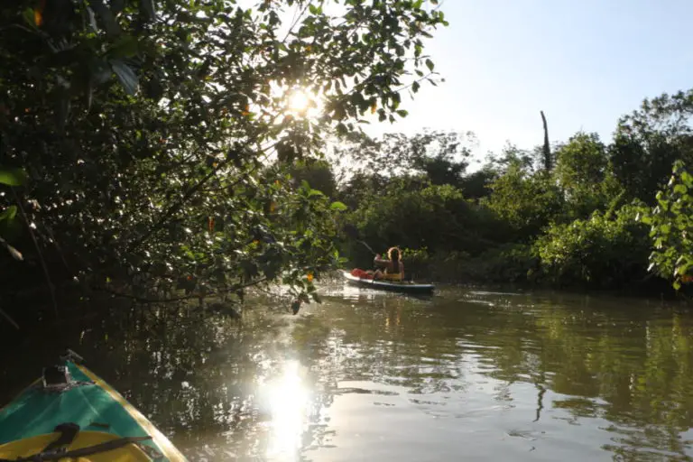 Kayak Tour Golfo Dulce Mangroves