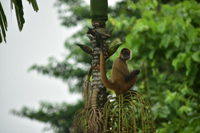 TreeHouse Costa Rica