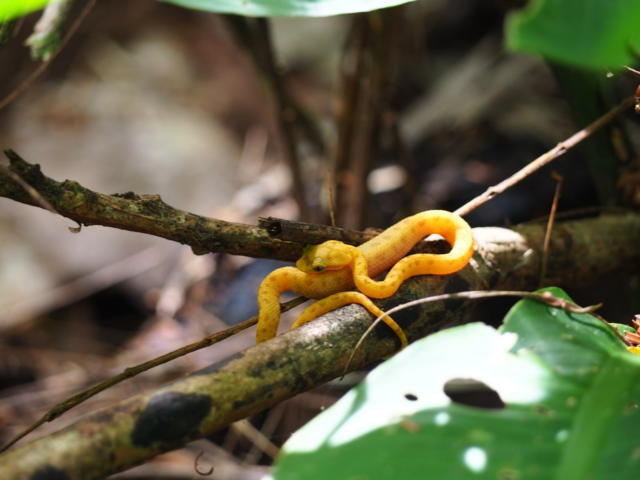 Viper Snake Costa Rica