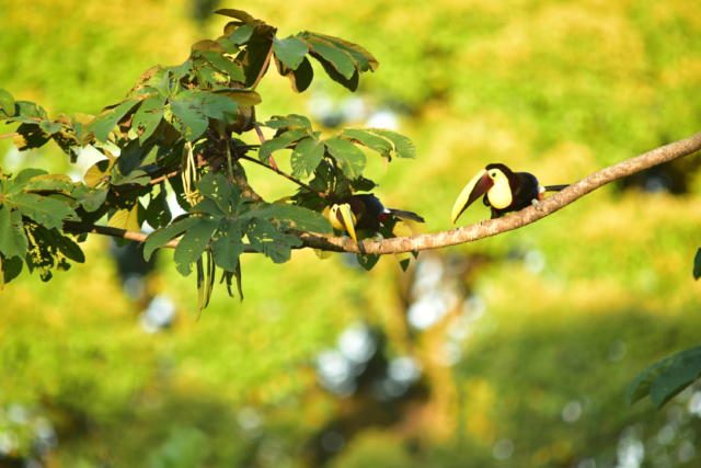 Toucans are seen everywhere