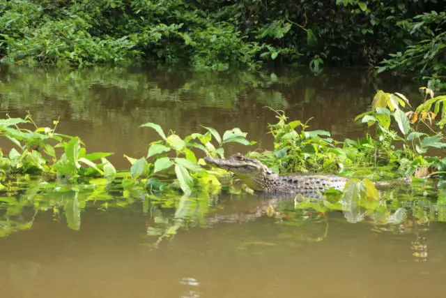 Tours Tortuguero National Park