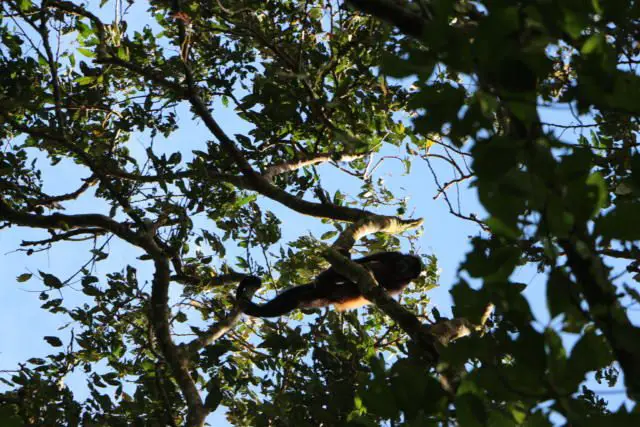 Tours Tortuguero National Park