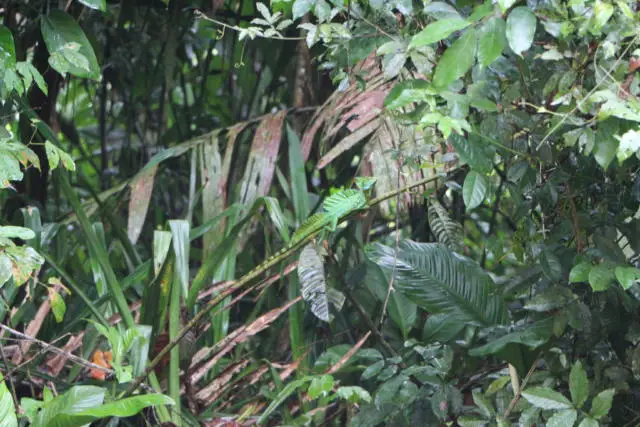 Tours Tortuguero National Park