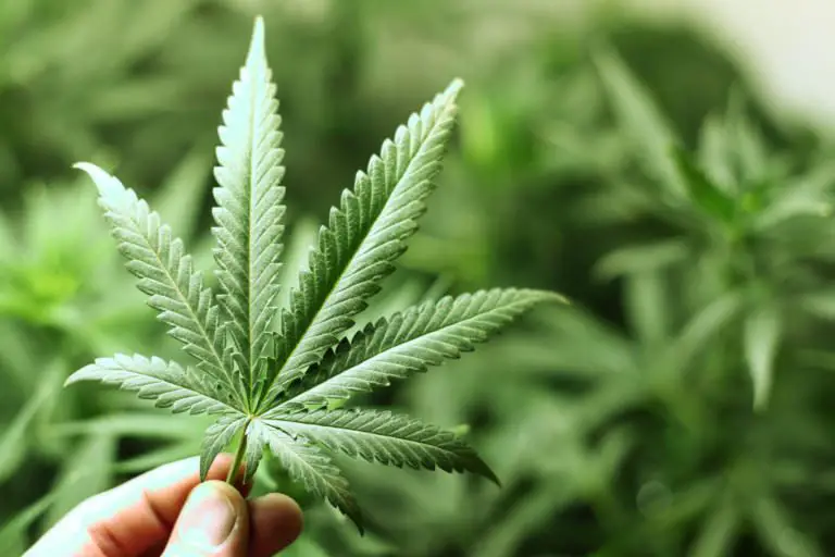 New York State Legalizes the Recreational Use of Marijuana