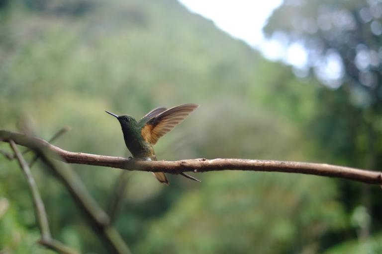 Tortuguero National Park Recorded 186 Species of Birds