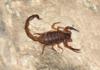 Scorpion Costa Rica Sting venomous dangerous non lethal