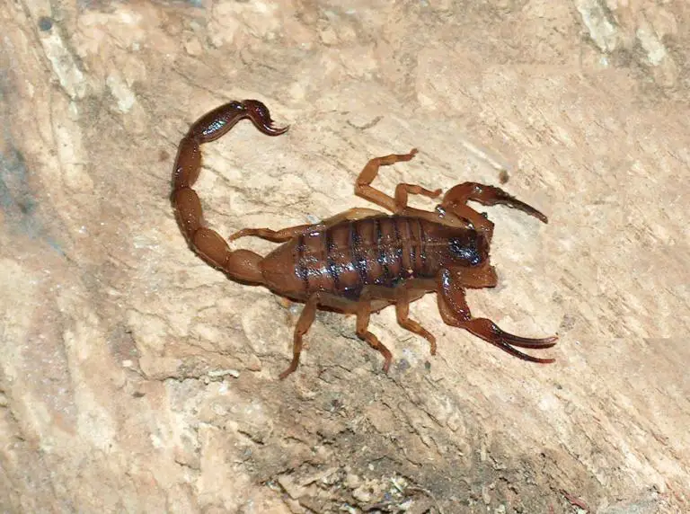 Studies Found that Local Scorpion species aren’t Dangerous