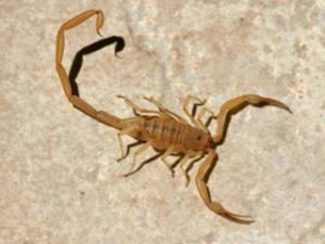 Scorpion Arizona dangerous venomous paralize sting pain hurts desert southwest
