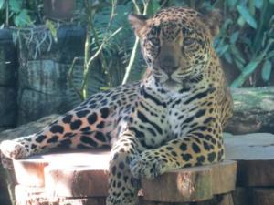 Jaguar La Paz Waterfalls Majestic Big Cat
