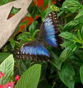 Butterfly Blue Exhibition beautiful nature Costa Rica La Paz