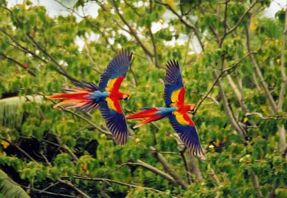 lapas costa rica