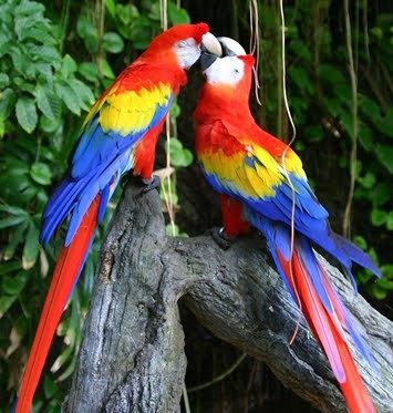 costa rica birds