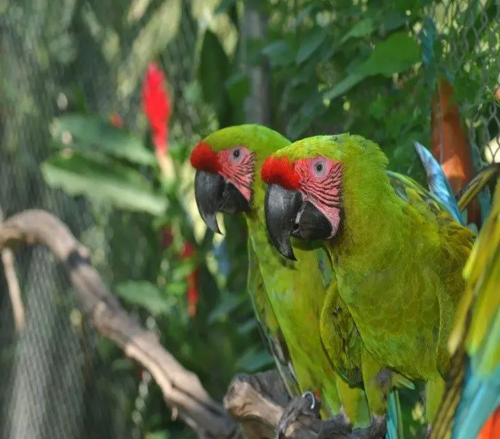 costa rica macaws