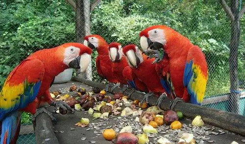 macaws costa rica