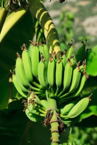 agriculture bananas costa rica