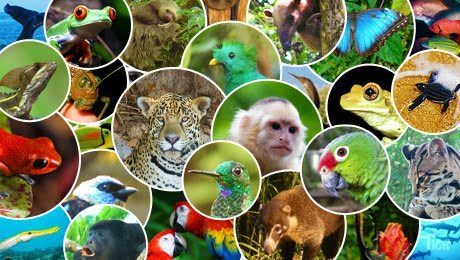 COSTA RICA CELEBRATES THE WORLD'S MOST ADVANCED ANIMAL DEFENCE LAW