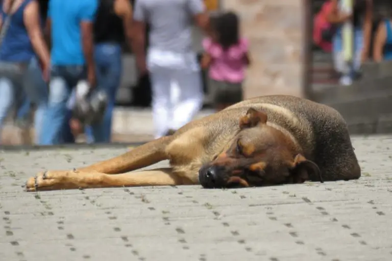 Costa Rica Approved Law Against Animal Abuse