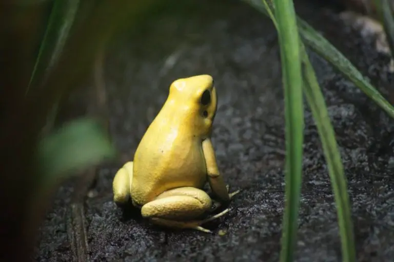 First Fluorescent Frog Ever Discovered in the World