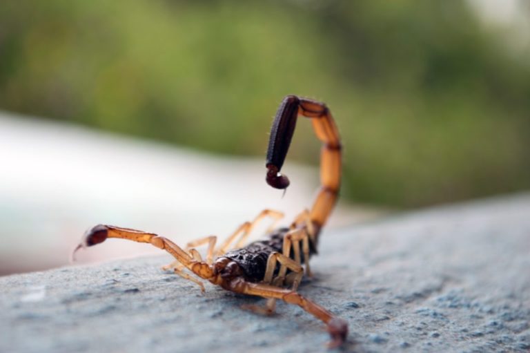 Scorpion Anti-Venom in Costa Rica