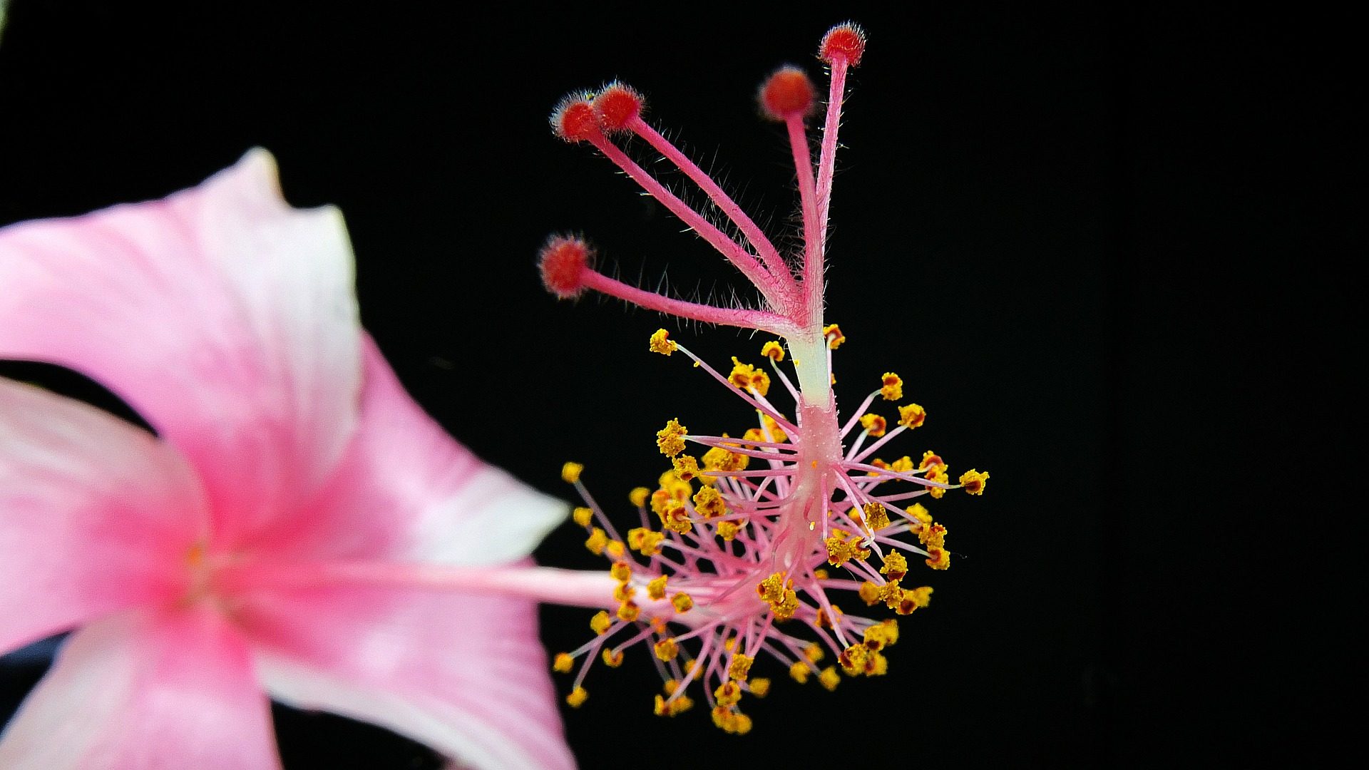 costa rica flower