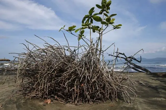 climate change, costa rica