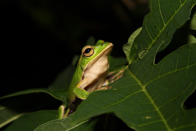 Frog Medicine Musings – The Kambo Chronicles