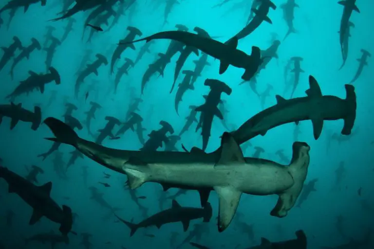 Hammerhead Shark Fishing to Be Banned in Costa Rica