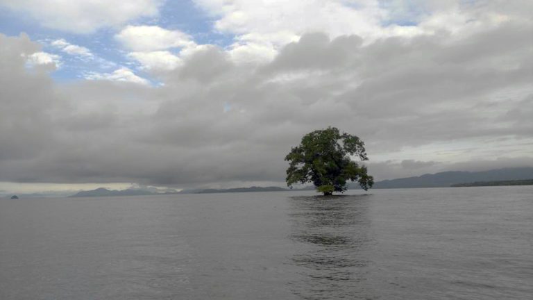 Surprising: A Tree Rises Solitary in The Sea of The Gulf of Nicoya